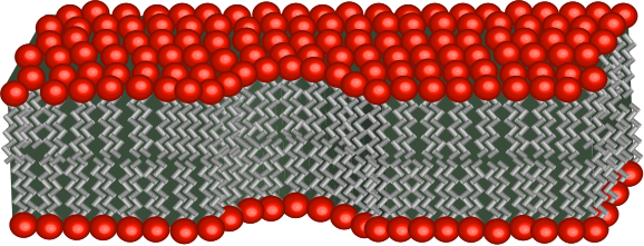 Amniotic Membrane